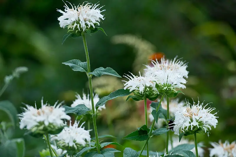 Un primer plano de las flores blancas de bálsamo de abeja que crecen en el jardín en la foto sobre un fondo de enfoque suave.