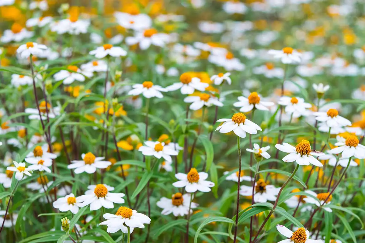 Una imagen horizontal de un prado lleno de flores blancas de Biden que crecen en masa.