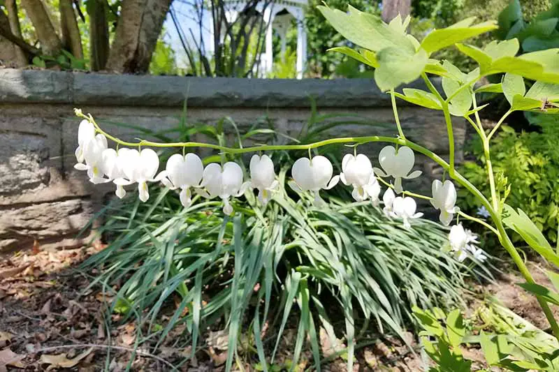 Un primer plano de las flores blancas de un cultivar del corazón sangrante, creciendo en el jardín entre otras plantaciones con un muro de piedra en el fondo a la luz del sol.