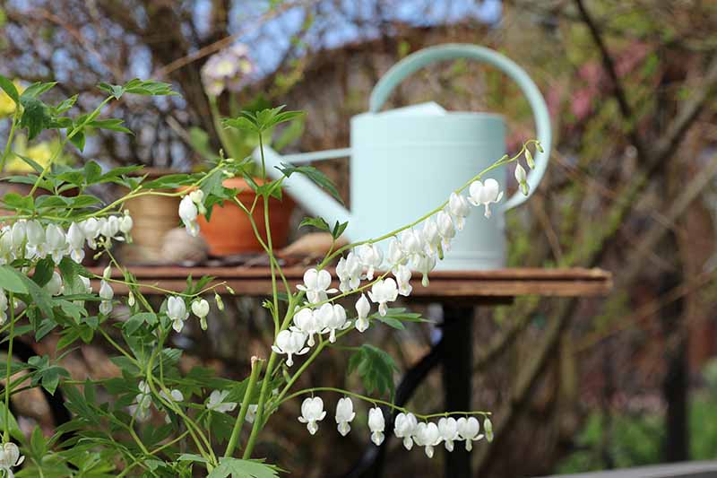 Una imagen horizontal de primer plano de flores blancas de corazones sangrantes que crecen en el jardín con una mesa de madera y una lata de agua con un enfoque suave en el fondo.