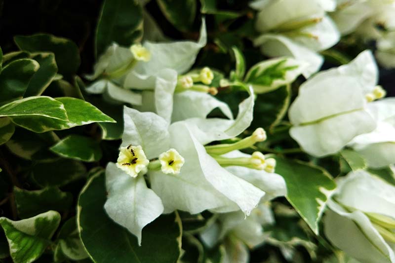 Una imagen horizontal de primer plano de flores de buganvillas blancas representadas en un fondo de enfoque suave.