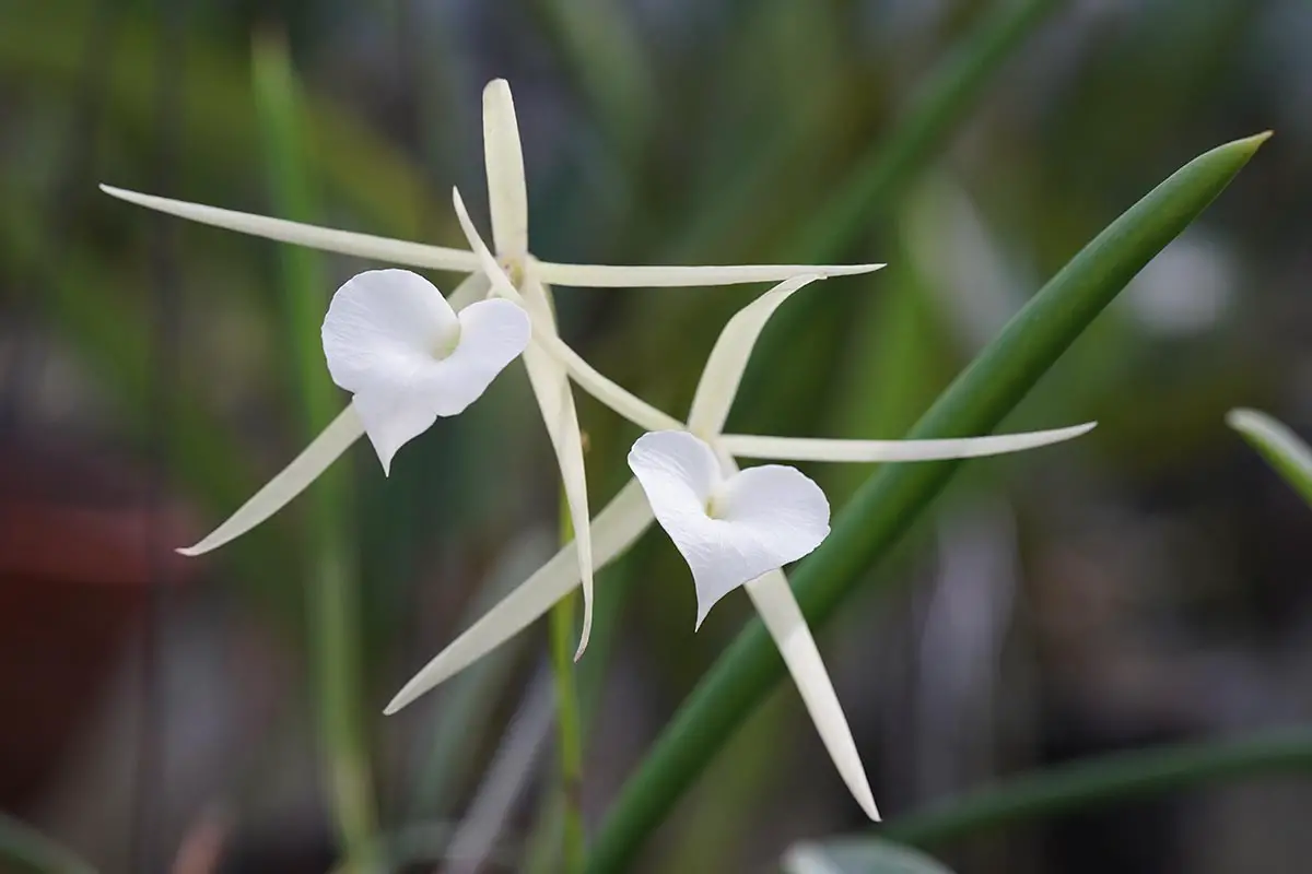 Una imagen horizontal de primer plano de flores de orquídeas Brassavola nodosa en forma de corazón blancas representadas en un fondo de enfoque suave.
