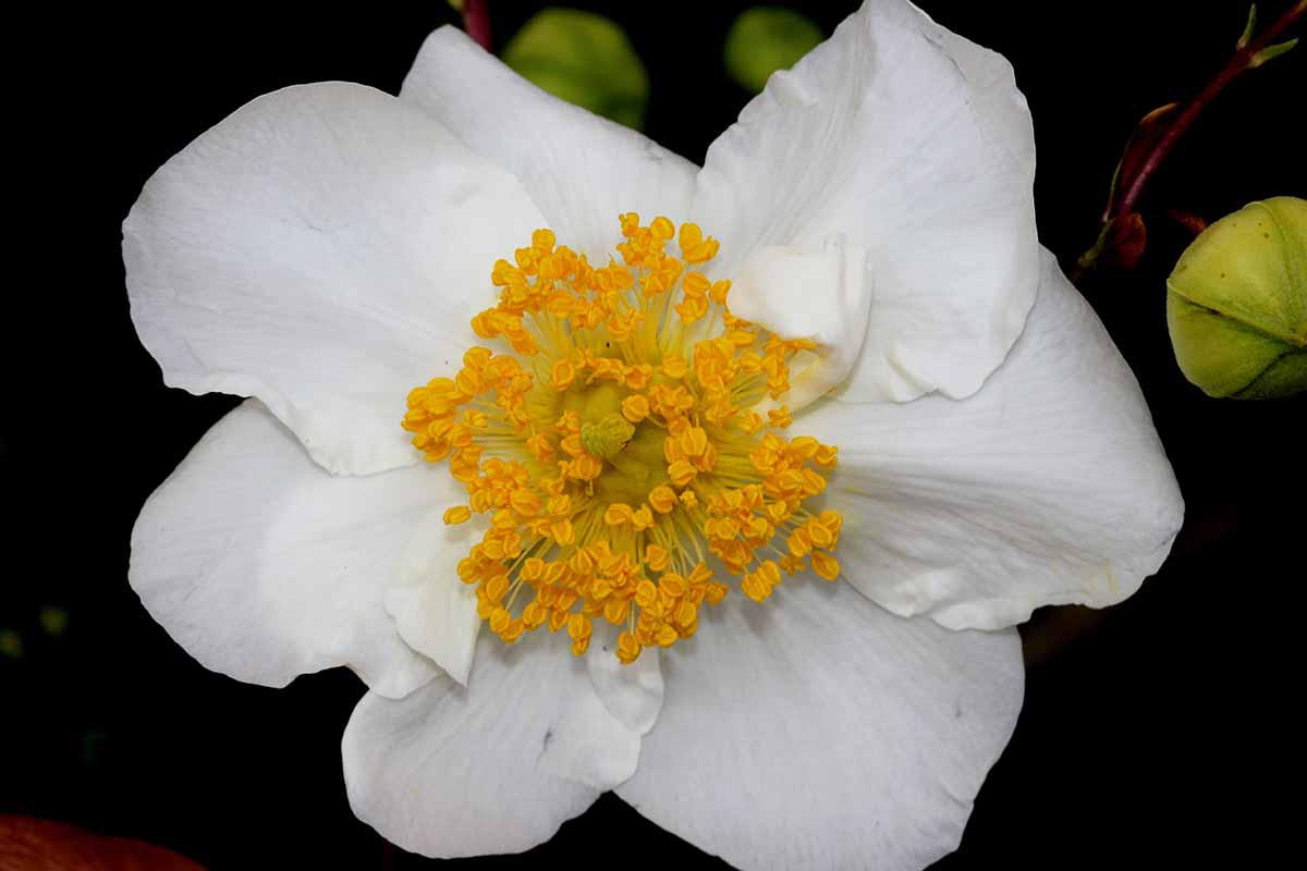 Una imagen horizontal de primer plano de una flor blanca de Carpenteria californica representada en un fondo oscuro.