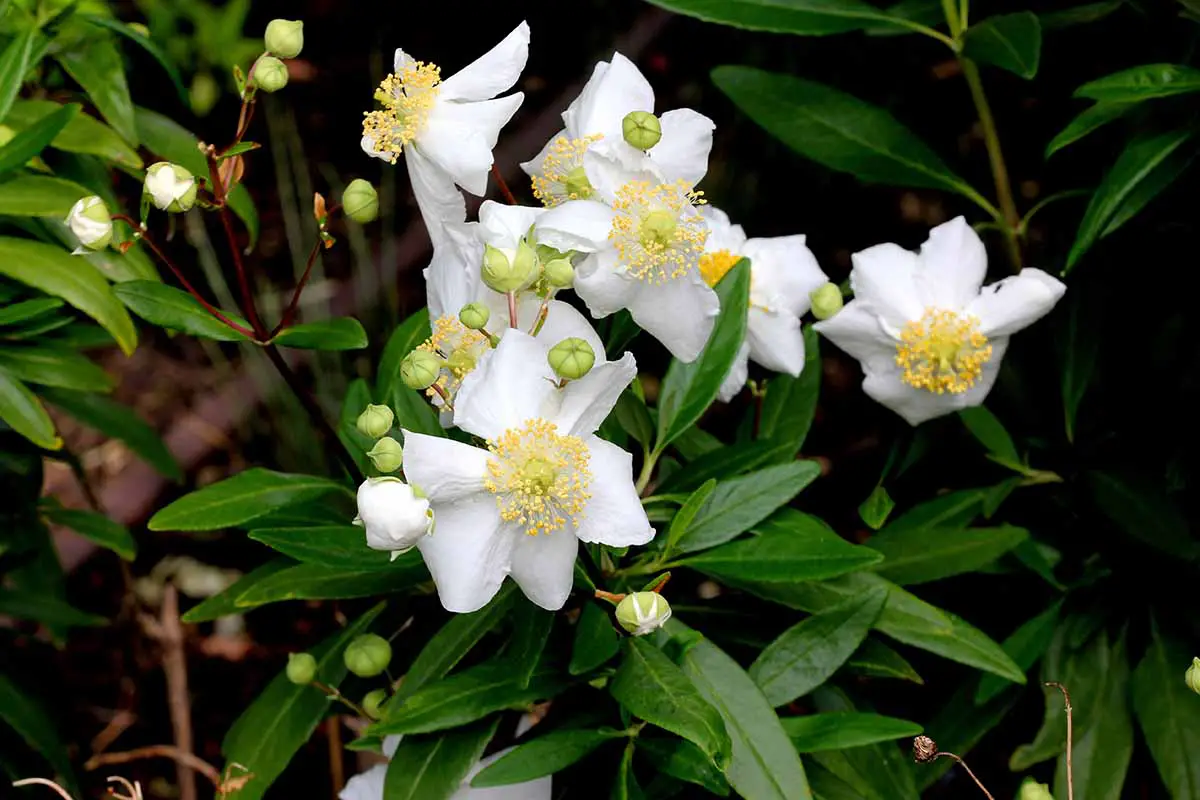Una imagen horizontal de primer plano de flores de anémona de arbusto blanco (Carpenteria californica) que crecen en un lugar sombreado representado en un fondo de enfoque suave.