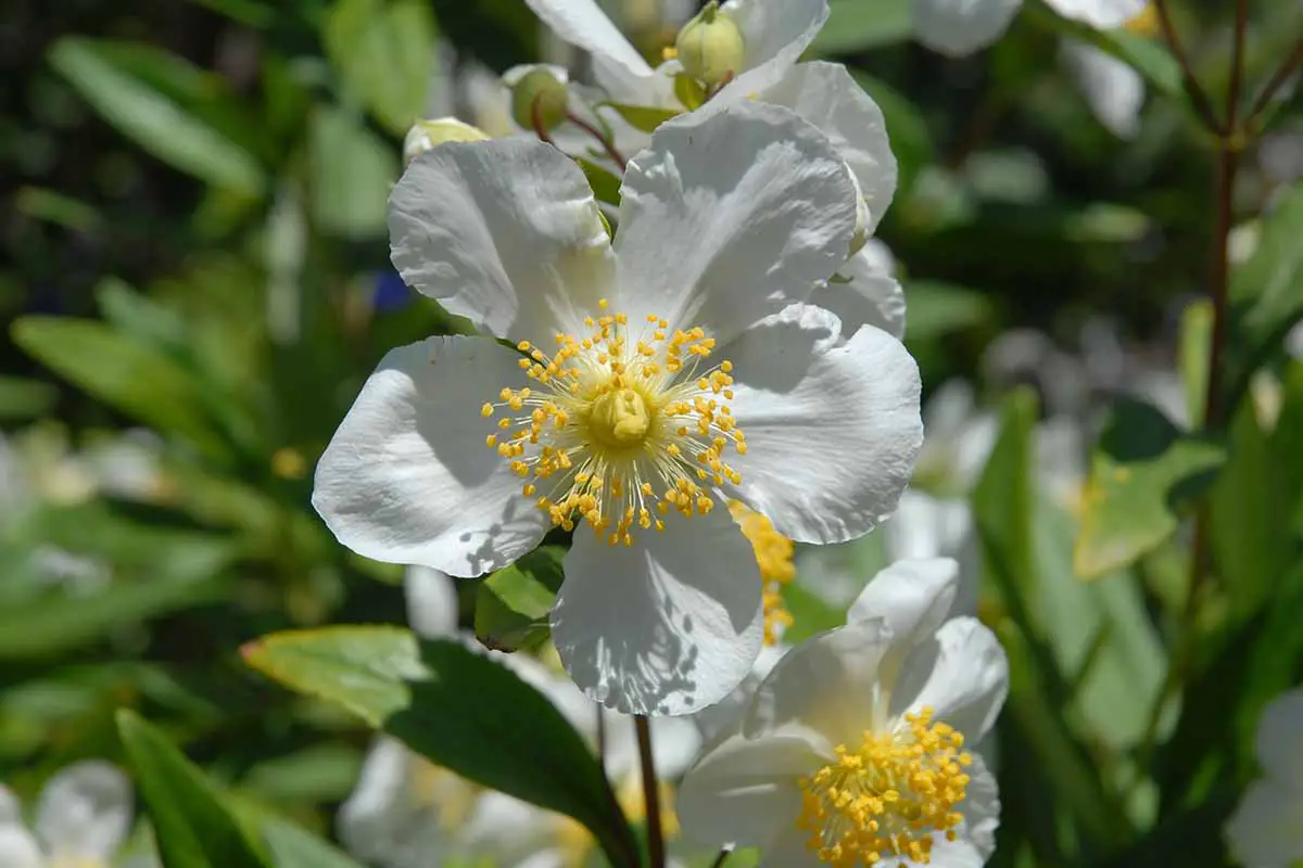 Una imagen horizontal de primer plano de flores de anémona de arbusto blanco representadas bajo el sol brillante.