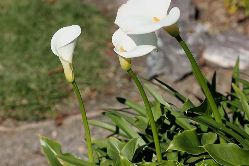 Una imagen horizontal de primer plano de lirios de cala blancos que crecen en el jardín inclinados hacia el sol en un fondo de enfoque suave.
