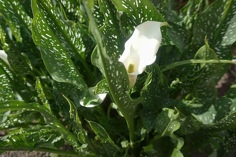 Una imagen horizontal de primer plano de un lirio de calla blanco con crema abigarrada y follaje verde que crece en un borde de jardín.