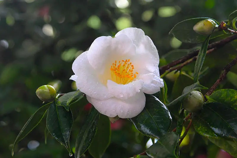 Una imagen horizontal de primer plano de la flor blanca Camellia japonica con gotas de agua en los pétalos y el follaje.