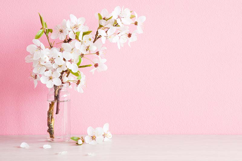 Una imagen horizontal de primer plano de flores de cerezo en un jarrón con un fondo rosa.