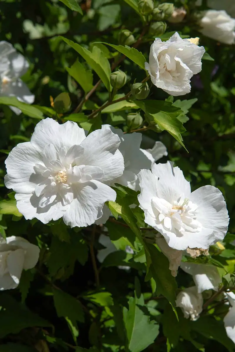 Una imagen vertical de primer plano de las flores blancas con pétalos dobles únicos de la variedad H. syriacus 'White Chiffon', que crecen en el jardín bajo la luz del sol y se desvanecen en un enfoque suave en el fondo.
