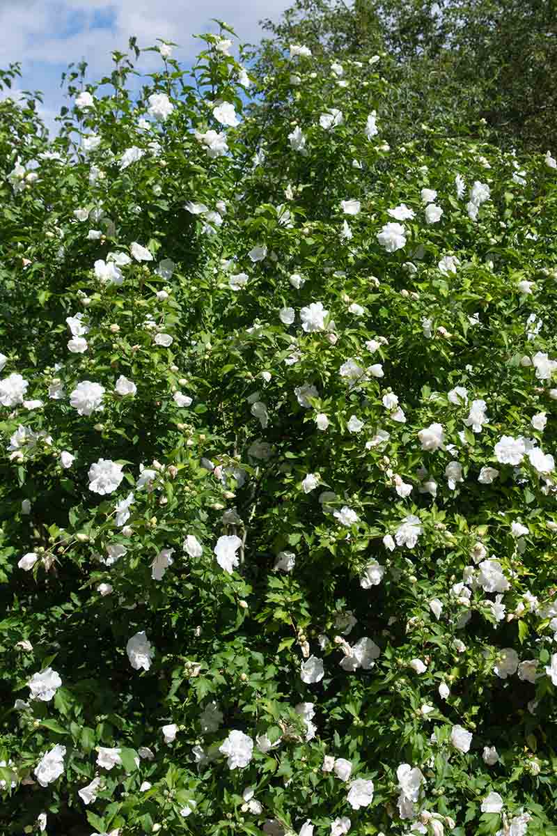 Una imagen vertical del gran arbusto H. syriacus 'White Chiffon' con follaje verde y flores blancas que crecen en el jardín bajo el sol brillante con un cielo azul en el fondo.