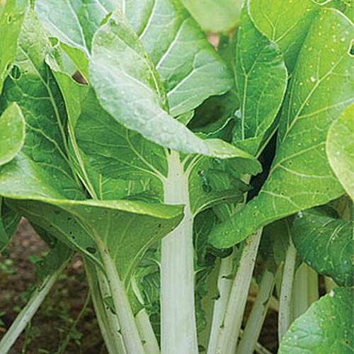 Una imagen cuadrada de primer plano del bok choy 'White Choi' que crece en el jardín listo para cosechar.