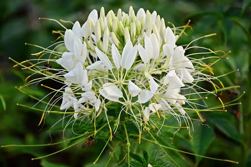 Un primer plano de una delicada flor blanca de C. hassleriana, que crece en el jardín, rodeada de abejas, representada en un fondo de enfoque suave.