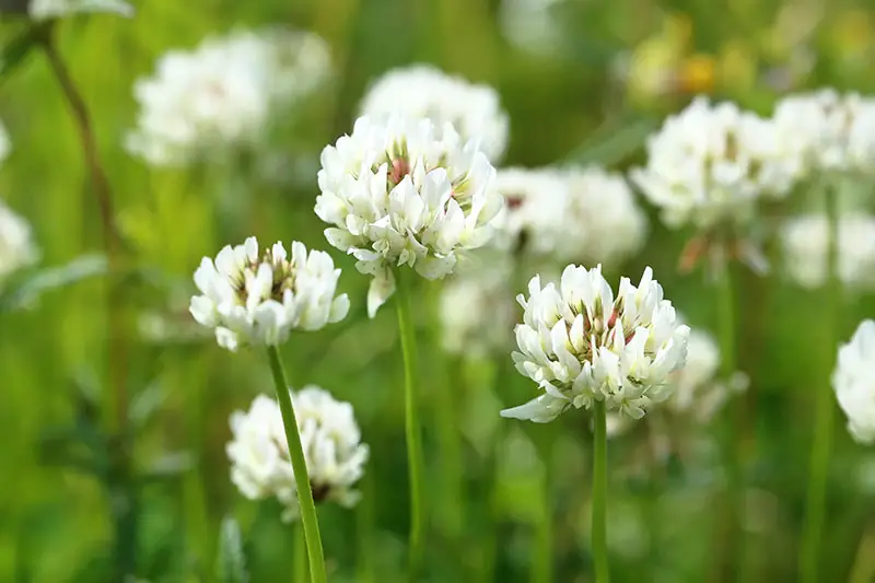 Un primer plano de las delicadas flores de trébol blanco que crecen como un cultivo de cobertura en un prado, desvaneciéndose en un enfoque suave en el fondo.