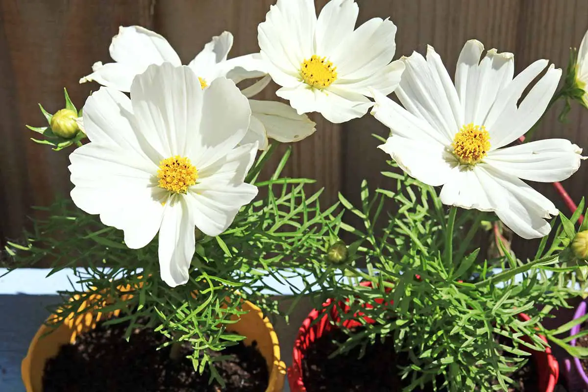 Una imagen horizontal de primer plano de flores blancas del cosmos que crecen en macetas coloridas representadas bajo el sol brillante.