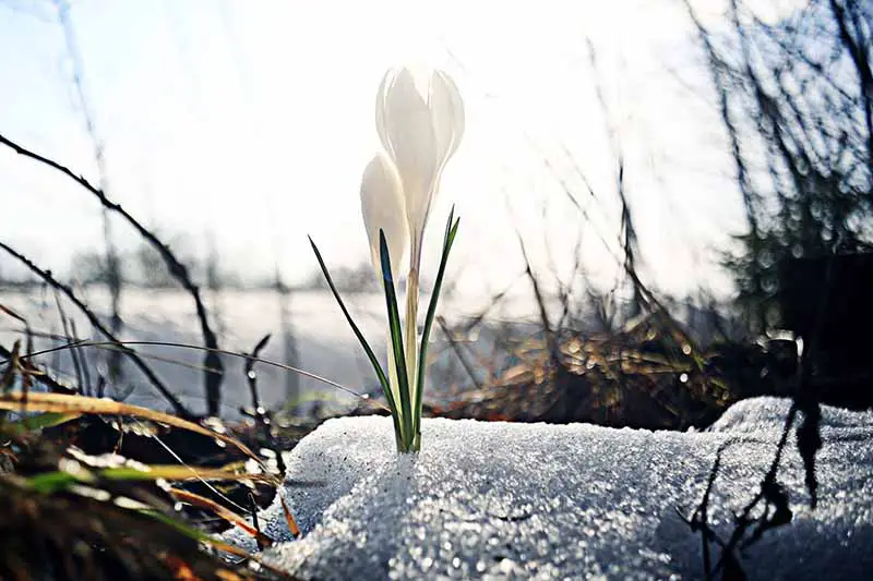 Un primer plano de una flor blanca de azafrán bajo la luz del sol filtrada empujando a través de un poco de nieve residual en el suelo con árboles en silueta y con un enfoque suave en el fondo.