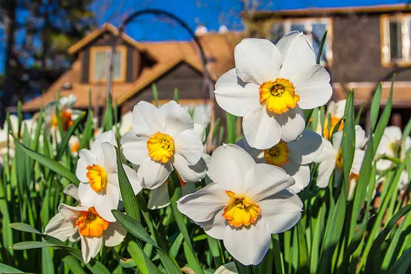 Una imagen horizontal de primer plano de flores blancas y amarillas que crecen en el jardín con una casa con un enfoque suave sobre un fondo de cielo azul.