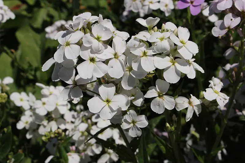 Un primer plano de las flores blancas del cohete de la dama que crecen en el jardín de verano, fotografiadas bajo el sol brillante sobre un fondo de enfoque suave.