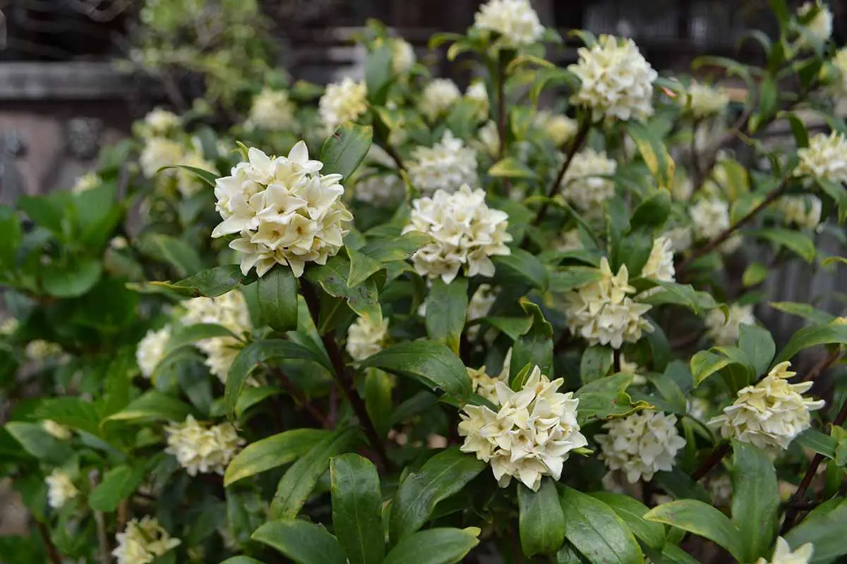 Una imagen horizontal de primer plano de las flores blancas cremosas de Daphne odora 'Alba' que crecen en el jardín.