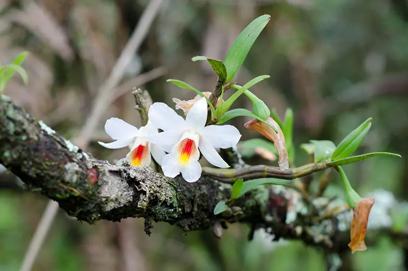 Una imagen horizontal de primer plano de las flores de Dendrobium christyanum, blancas con centros anaranjados, que crecen en una rama de árbol representada en un fondo de enfoque suave.