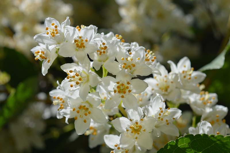 Una imagen horizontal de primer plano de flores blancas de Deutzia representadas a la luz del sol sobre un fondo de enfoque suave.