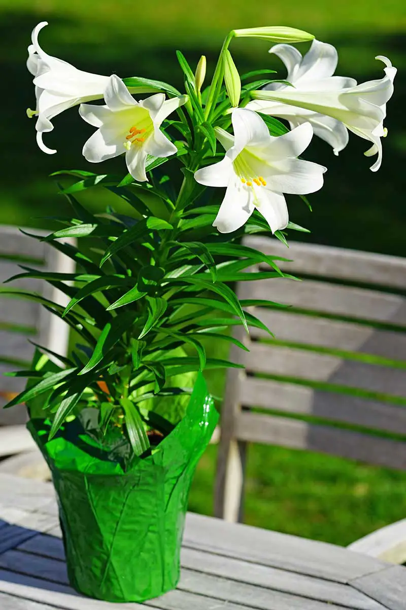 Una imagen vertical de cerca de un lirio de Pascua en maceta en flor colocado afuera sobre una mesa de madera.