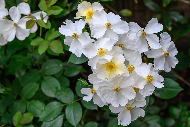 Una imagen horizontal de primer plano de rosas inglesas blancas de un solo pétalo que crecen en el jardín con follaje en un enfoque suave en el fondo.