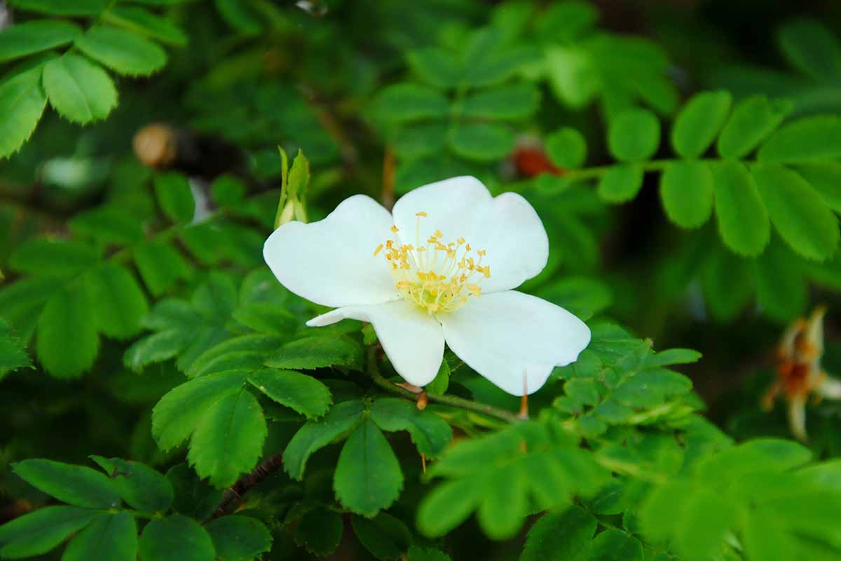 Una imagen horizontal de cerca de una pequeña Rosa sericea ssp blanca.  omeiensis f.  flor de pteracantha representada en un fondo de enfoque suave.
