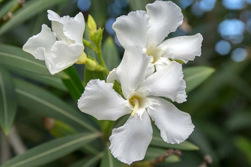 Una imagen horizontal de primer plano de pequeñas flores blancas representadas en un fondo verde de enfoque suave.