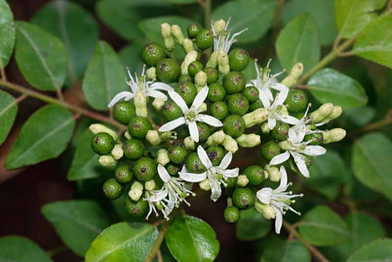 Una imagen horizontal de primer plano de las flores blancas y las bayas verdes en desarrollo en un árbol de hojas de curry, Murraya koenigii.
