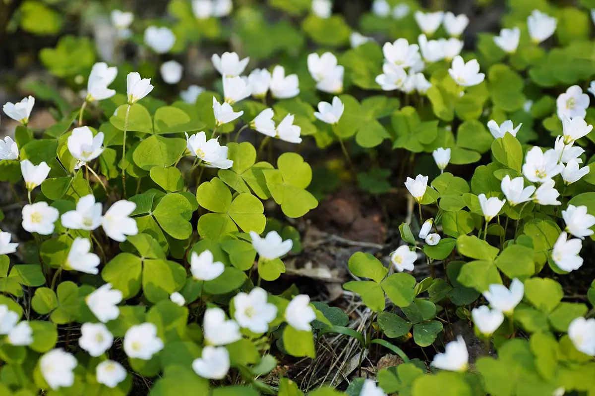 Una imagen horizontal de cerca de las flores blancas y el follaje verde de oxalis que crece en el jardín.