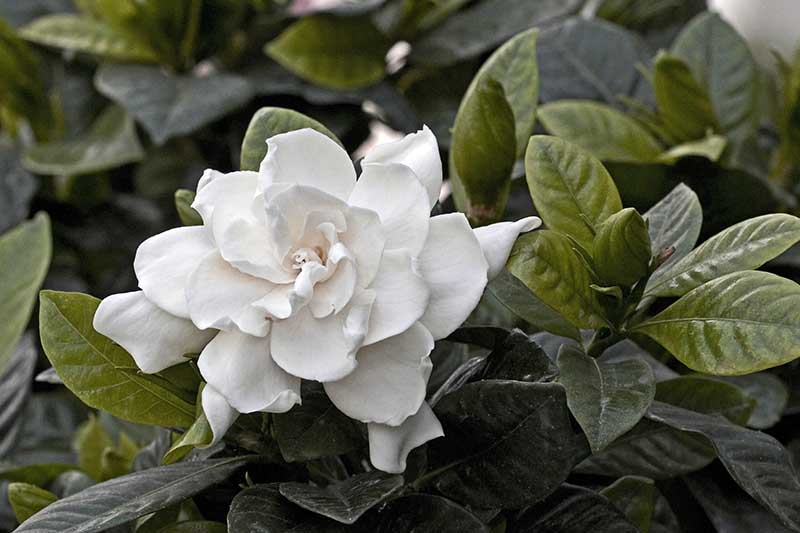 Una imagen horizontal de cerca de una flor de gardenia blanca que crece en el jardín.