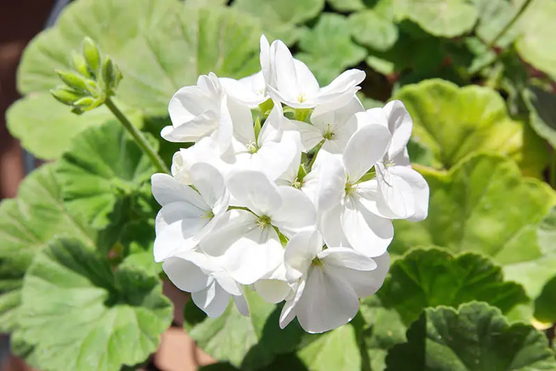 Una imagen horizontal de primer plano de una flor blanca representada en un sol brillante con follaje en un enfoque suave en el fondo.