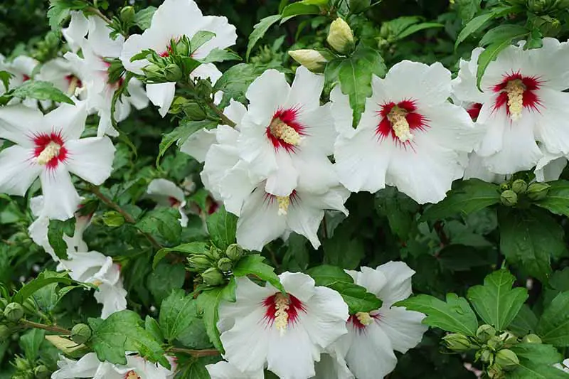 Un primer plano de un arbusto de hibisco que crece en el jardín con follaje verde claro y abundancia de flores blancas con ojos centrales de color rojo intenso.