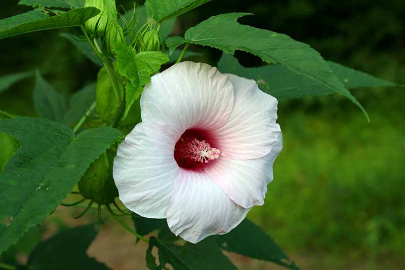 Un primer plano de una flor de malva rosa blanca que crece en el jardín rodeada de follaje verde sobre un fondo de enfoque suave.