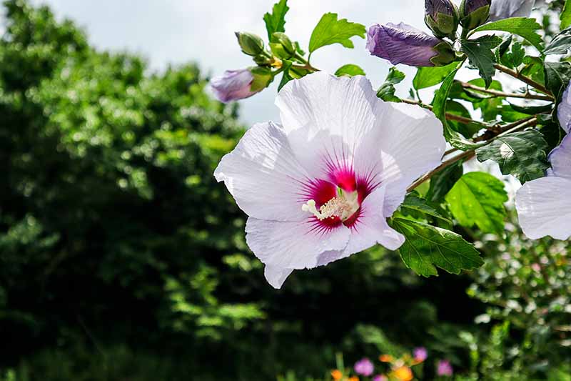 Un primer plano de una flor de hibisco blanco con un ojo central rojo brillante que crece en el jardín bajo el sol sobre un fondo de enfoque suave.