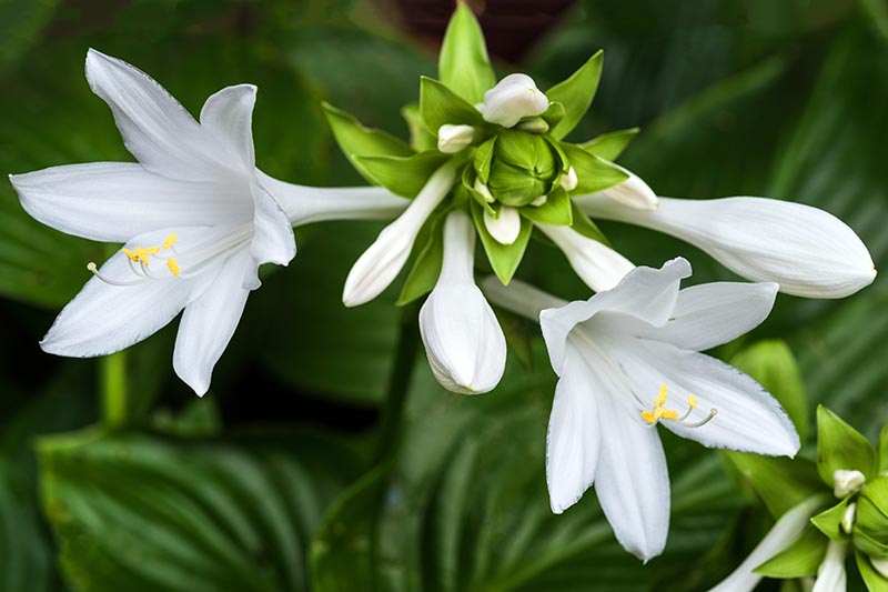 Una imagen horizontal de primer plano de flores hosta blancas representadas en un fondo de enfoque suave.