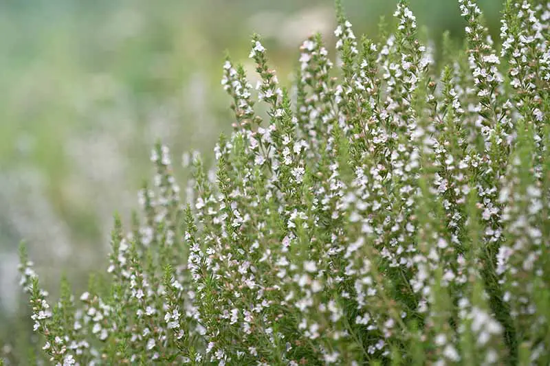 Una imagen horizontal de primer plano de las flores Hyssopus officialis blancas que crecen en el jardín representadas en un fondo de enfoque suave.