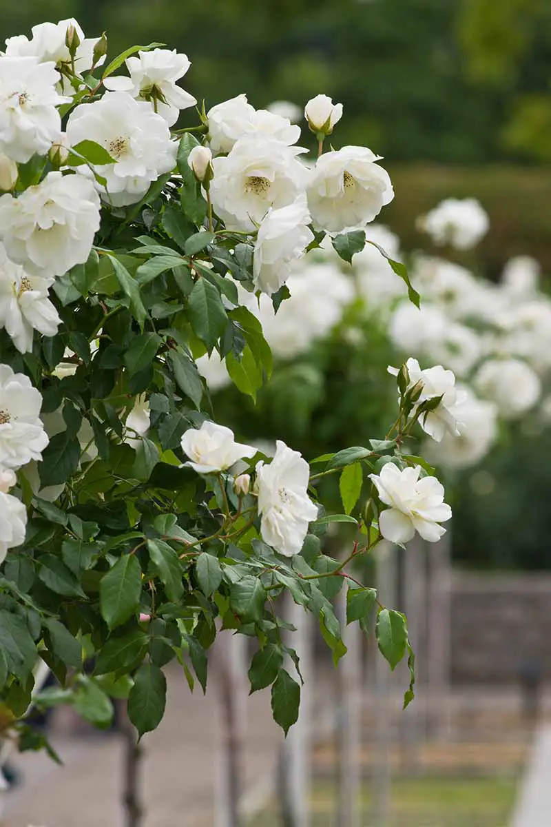 Una imagen vertical de cerca de una línea de rosas de árboles blancos que crecen en el jardín en un fondo de enfoque suave.