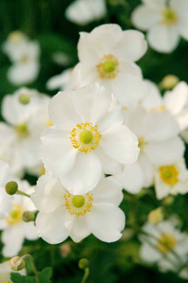 Una imagen vertical de primer plano de flores anémonas japonesas blancas que crecen en el jardín representadas en un fondo de enfoque suave.