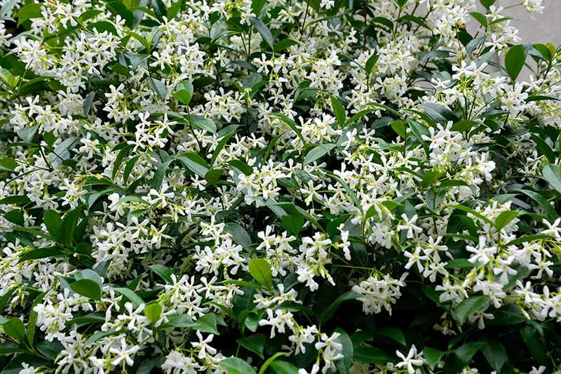 Un primer plano de una Trachelospermum asiaticum en plena floración con delicadas flores blancas que contrastan con el follaje verde oscuro.