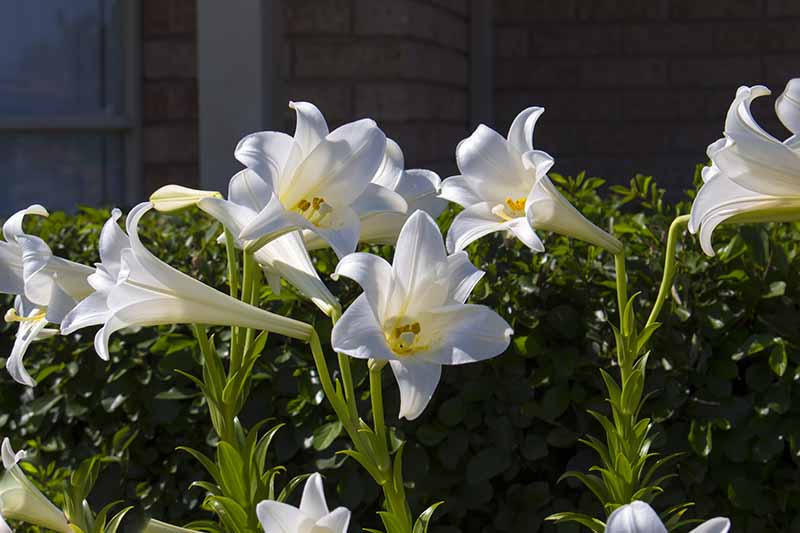 Un primer plano de los lirios blancos que crecen en el jardín bajo el sol brillante con un seto en el fondo y una pared de ladrillos de una casa con un enfoque suave.