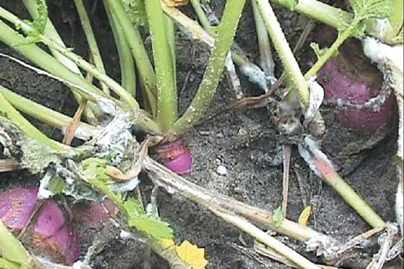 Moho blanco (Sclerotinia sclerotiorum) en raíces y tallos de nabo