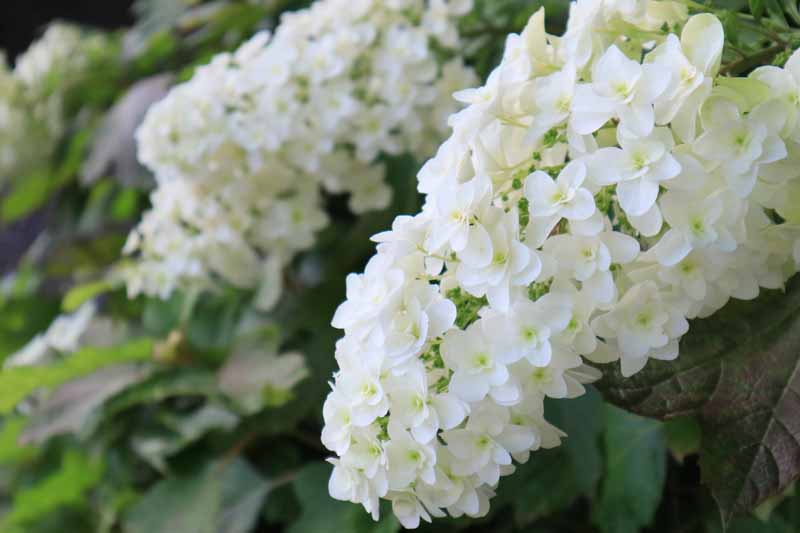 Una imagen horizontal de cerca de las flores blancas de la hortensia de hoja de roble que crece en el jardín.