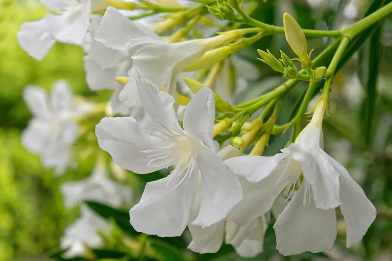 Una imagen horizontal de primer plano de delicadas flores de adelfa blanca que crecen en el jardín representadas en un fondo de enfoque suave.