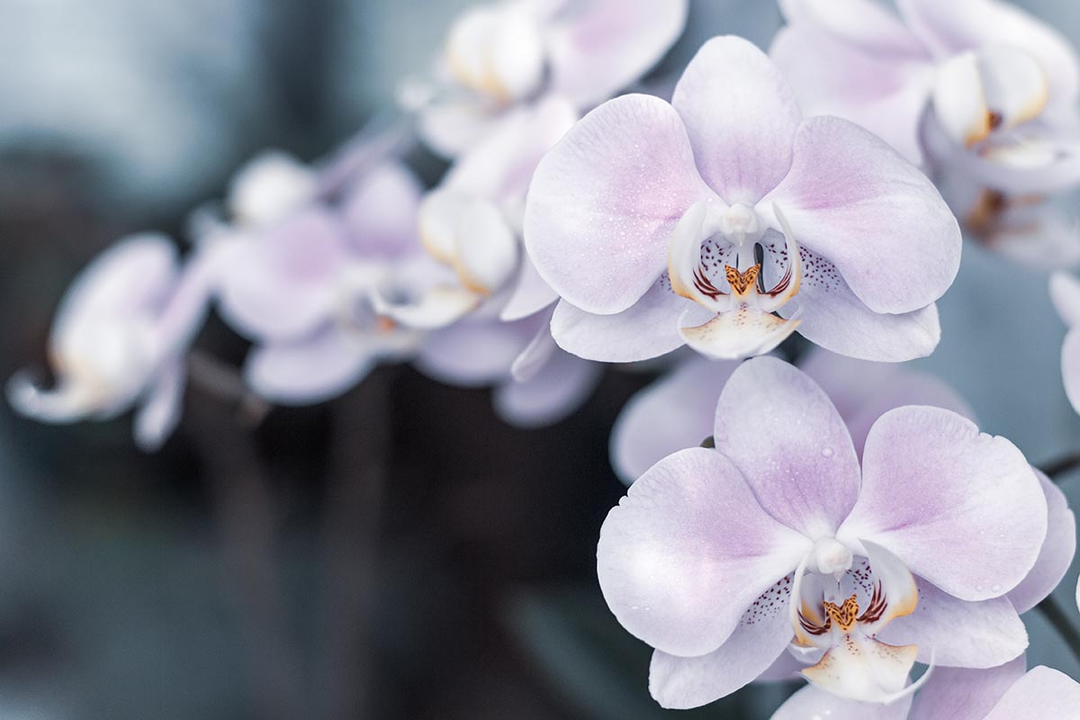 Una imagen horizontal de primer plano de flores de orquídeas lilas claras representadas en un fondo de enfoque suave.