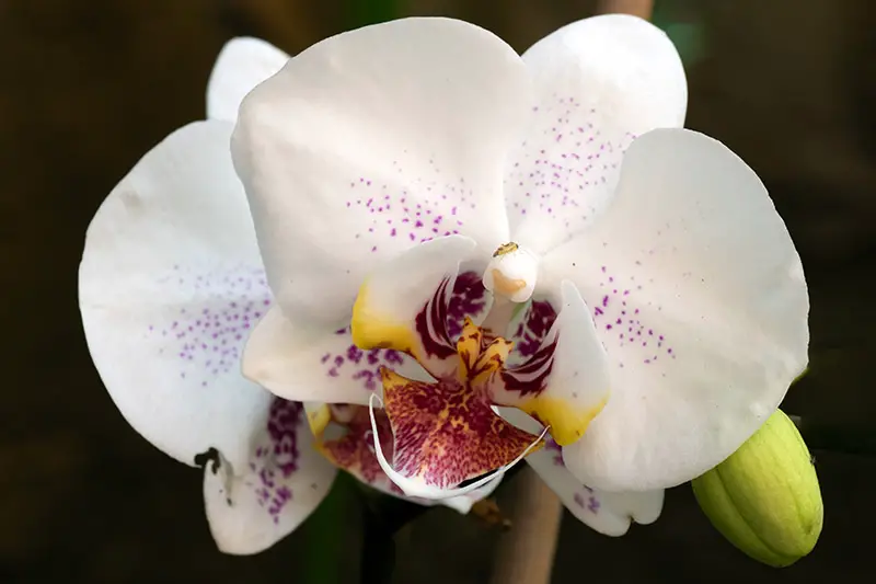 Una imagen horizontal de cerca de una orquídea blanca con pequeñas manchas rosas en un fondo oscuro.