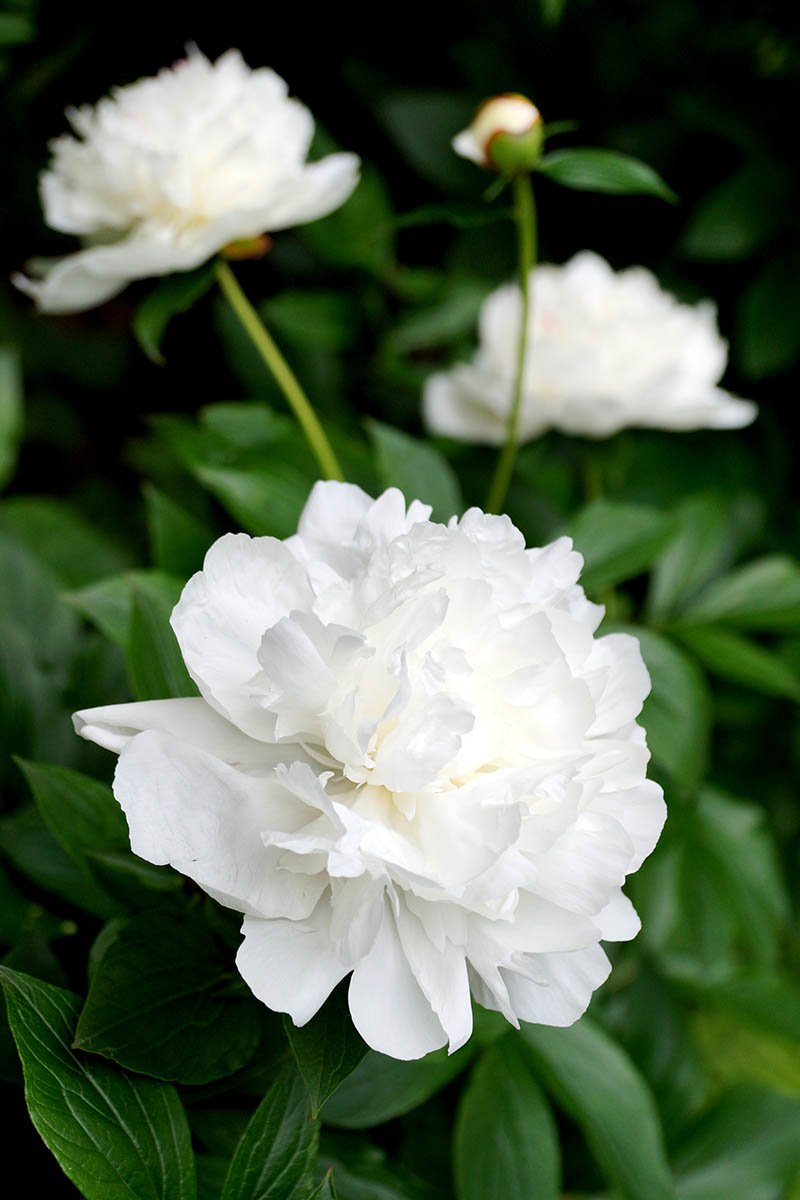 Una imagen vertical de primer plano de flores de peonía blanca que crecen en el jardín en un fondo de enfoque suave.