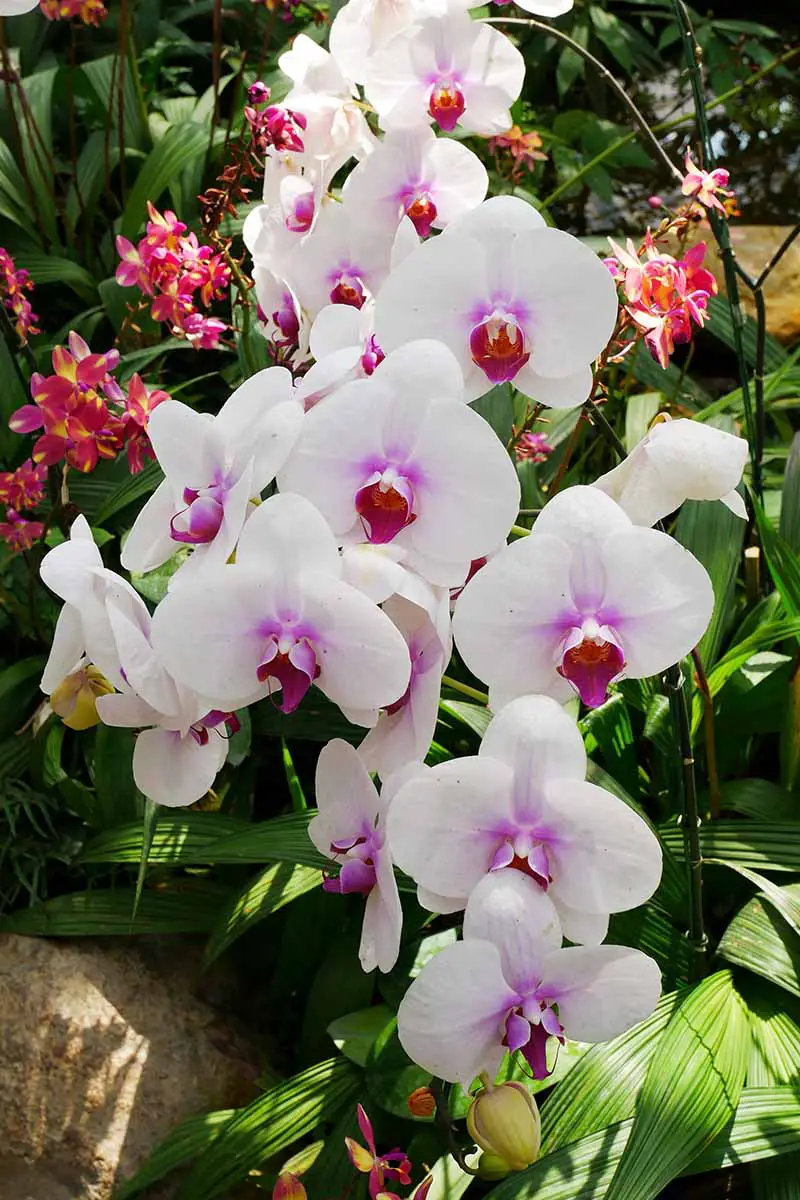 Una imagen vertical de primer plano de orquídeas de polilla blanca y rosa que crecen en un jardín botánico fotografiado a la luz del sol.