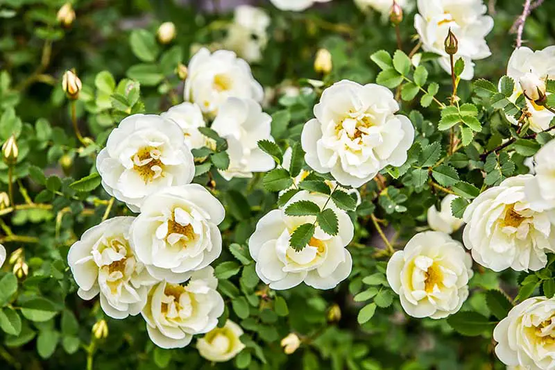 Una imagen horizontal de primer plano de un arbusto con flores blancas que crecen en el jardín en un fondo de enfoque suave.